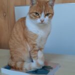 cat on book 2 2